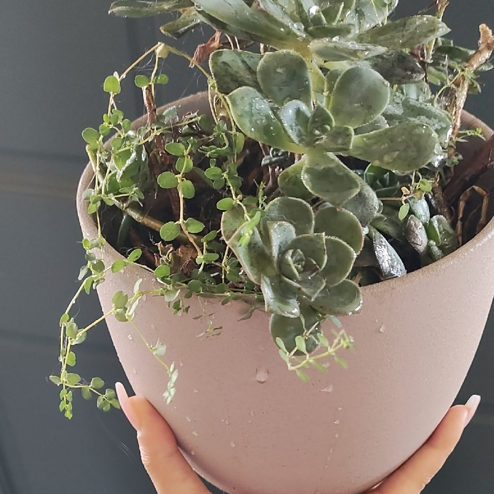 Succulent Plant in Neutral Grainy Pot